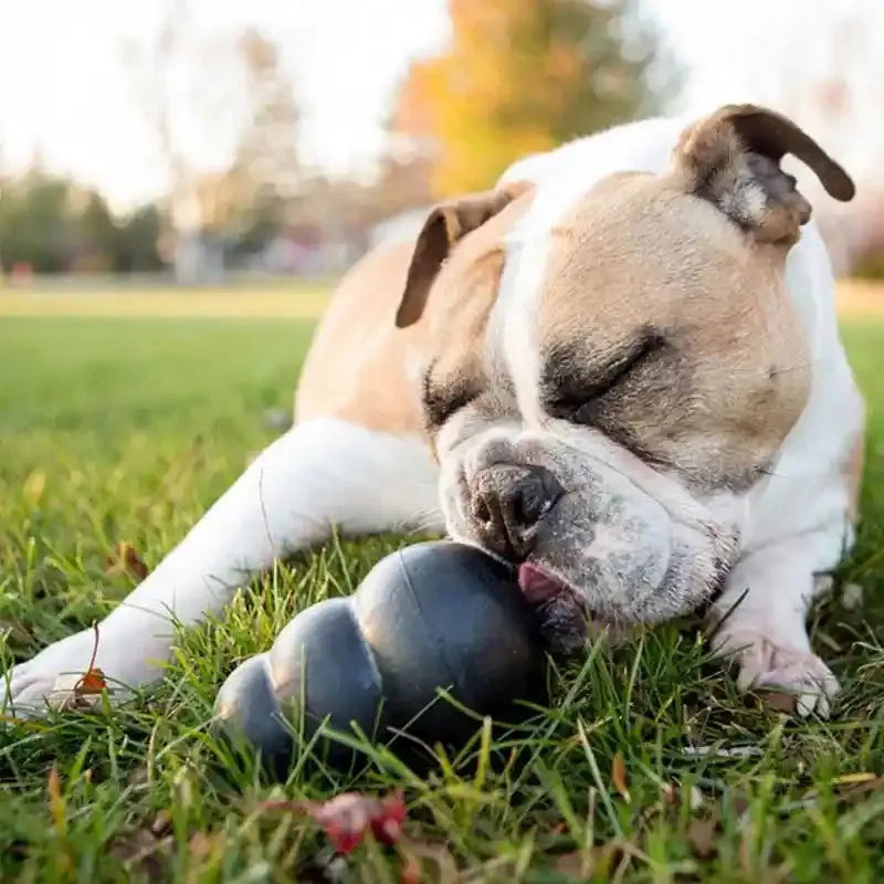 The KONG™ Extreme Dog Enrichment Feeding Toy for Strong Jaws